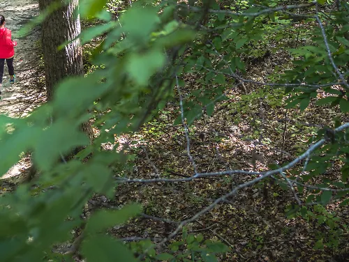 A women runs on a trail through the woods