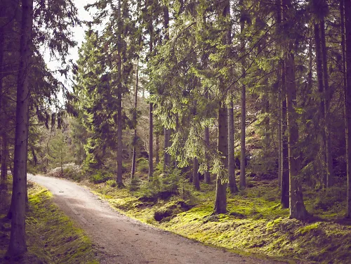A running trail through the woods